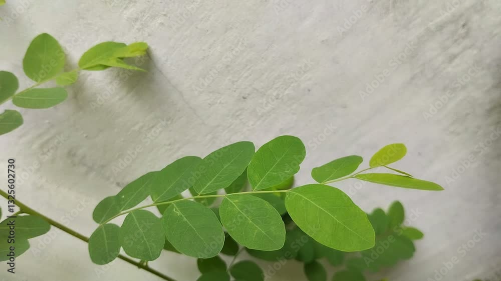 close up of moringa leaves (Moringa oleifera). moringa leaves have many health benefits