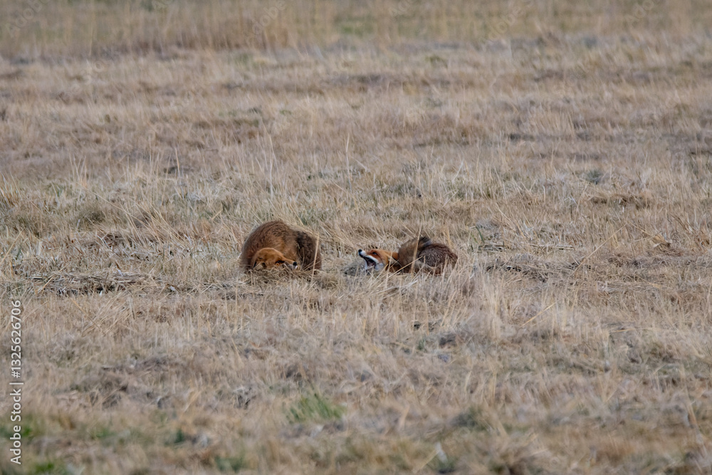 Two Red Foxes (Vulpes vulpes) engaged in a confrontation. Two Red Foxes (Vulpes vulpes) engaged in a confrontation.