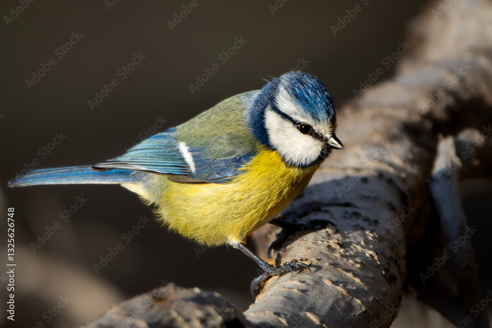Fototapeta premium A beautiful and cute Eurasian blue tit (Cyanistes caeruleus) in its natural environment.