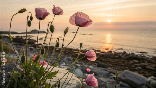 Serene Coastal Poppies at Sunset photo