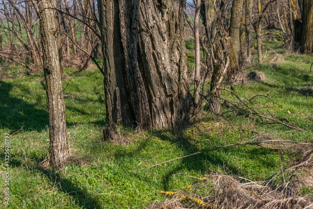 Fototapeta premium transparent forest with bright green grass on a sunny day in early spring