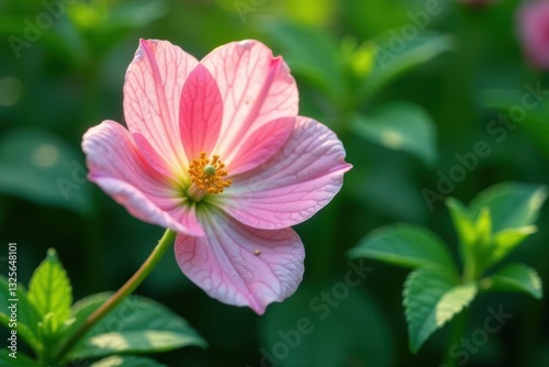 A Delicate Pink Blossom in Soft Sunlight, Gracefully Displaying its Intricate Petals and Golden Center