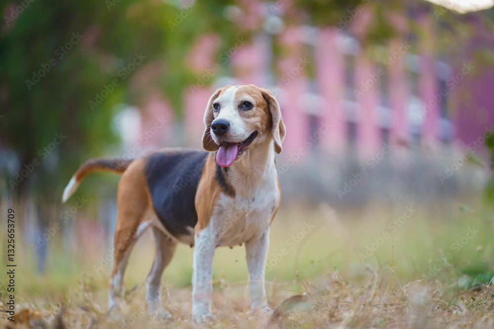 Happy Beagle Dog Standing Outdoors During a Sunny Day Happy Beagle Dog Standing Outdoors During a Sunny Day