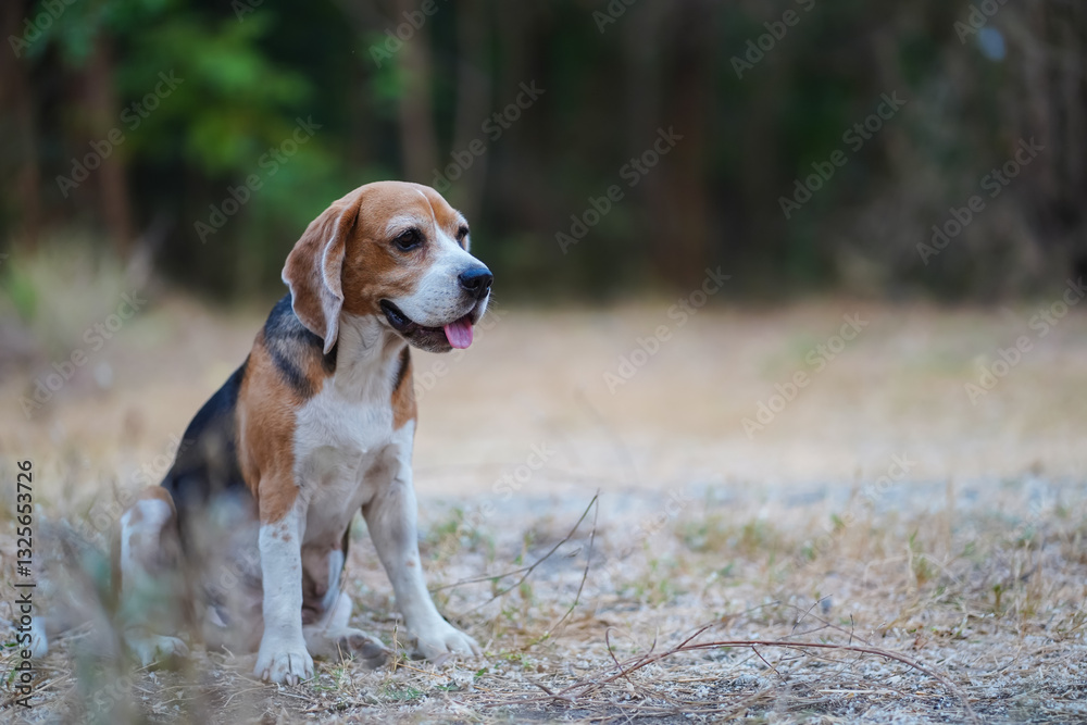 Beagle Dog Sitting Outdoors in Nature During a Relaxing Day Beagle Dog Sitting Outdoors in Nature During a Relaxing Day