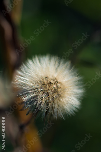 A dried Dandelion in the middle of the field, close-up