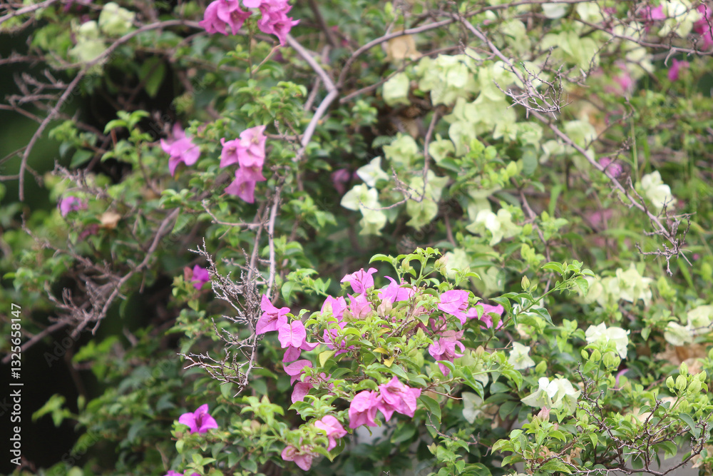 Bougainvillea Bloom: A close-up shot captures the vibrant blossoms of bougainvillea in full bloom, with shades of pink and white cascading amidst lush greenery. The scene is bathed in natural light. Bougainvillea Bloom: A close-up shot captures the vibrant blossoms of bougainvillea in full bloom, with shades of pink and white cascading amidst lush greenery. The scene is bathed in natural light.