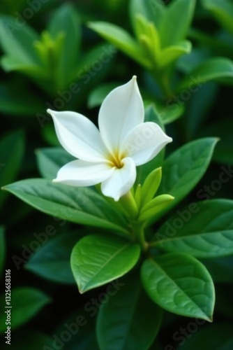 Delicate jasmine petals unfolding in lush greenery, plant, botanical