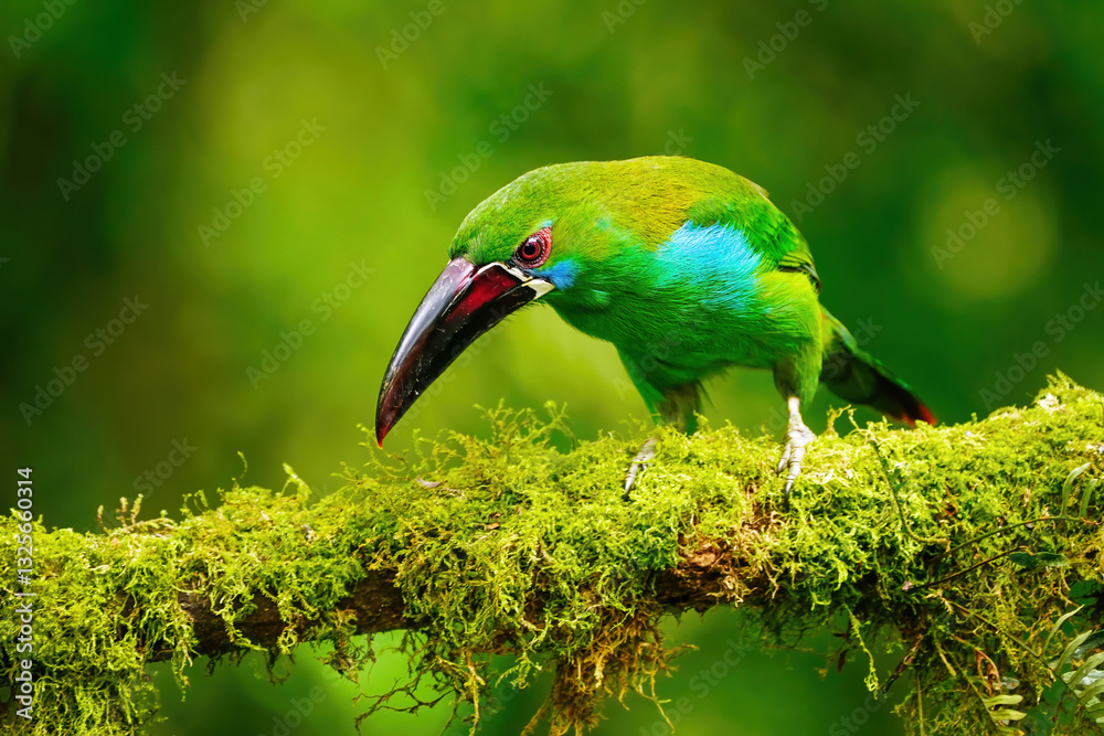 Fototapeta premium Crimson-rumped toucanet sitting in a tree