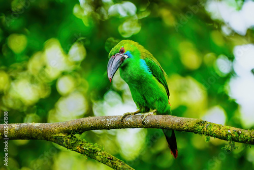 Crimson-rumped toucanet sitting in a tree