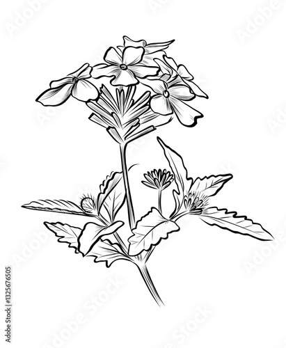 black and white hand-drawn drawing of a blooming verbena flower vector