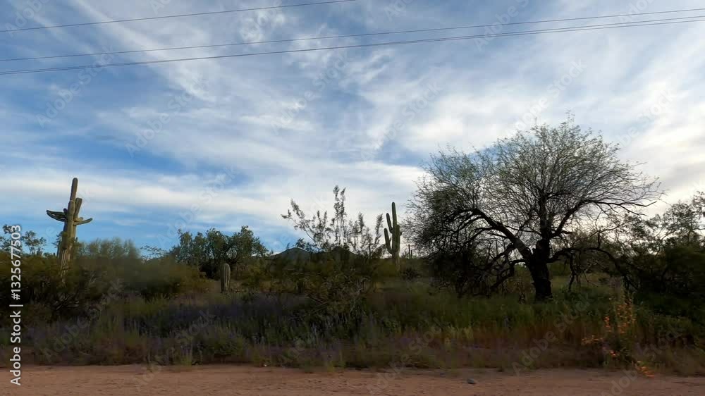 Arizona Driving 1661 Tempe Sunflower Arizona Driving 1661 Tempe Sunflower