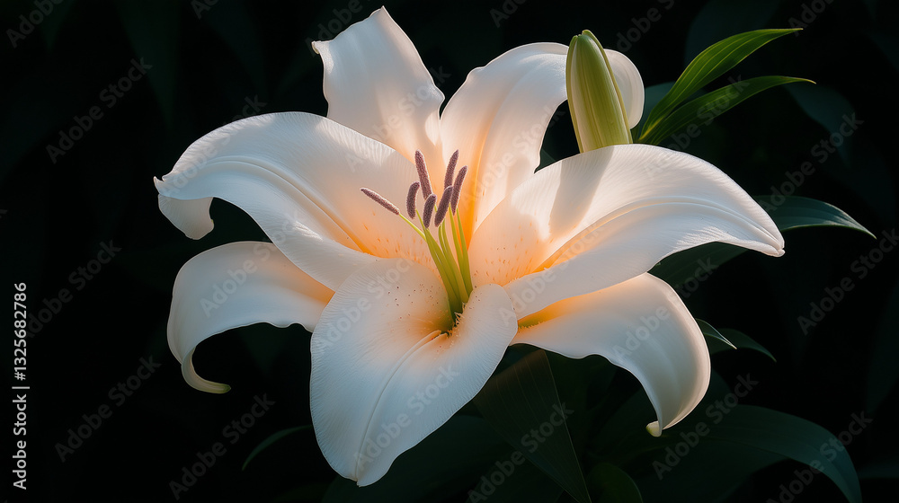 Fototapeta premium Captivating hyper-realistic lily flower in a serene garden, featuring delicate petals and soft lavender accents bathed in gentle sunlight.