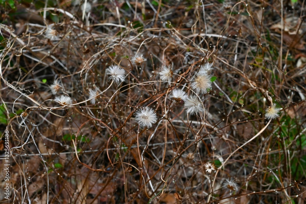 Pertya scandens (Japanese name 'Koyaboki') Pappus. Asteraceae deciduous surub. Flowers bloom in autumn, and the achenes have pappus that are blown away by the wind. Pertya scandens (Japanese name 'Koyaboki') Pappus. Asteraceae deciduous surub. Flowers bloom in autumn, and the achenes have pappus that are blown away by the wind.
