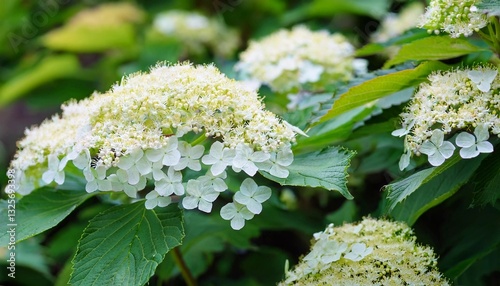 Chinese snowball viburnum flower heads are snowy. Guelder rose (viburnum opulus, viburnum Boul de Neige) in spring garden. Decorative shrubs in landscape design