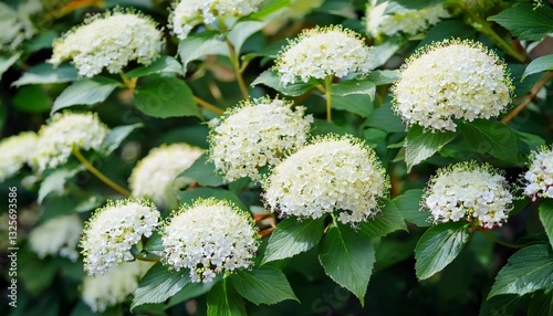 Chinese snowball viburnum flower heads are snowy. Guelder rose (viburnum opulus, viburnum Boul de Neige) in spring garden. Decorative shrubs in landscape design