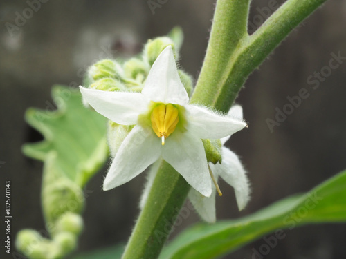 green brinjal or round eggplant flower close up, in the garden