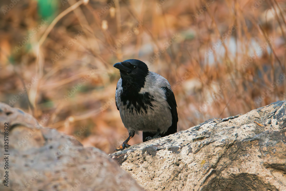 hooded crow on the ground hooded crow on the ground