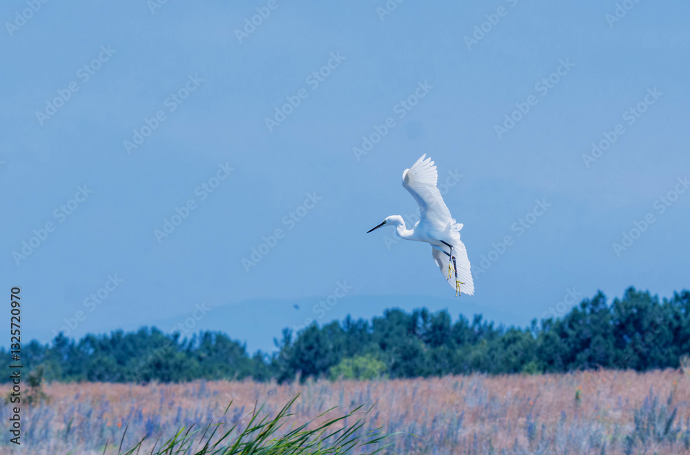Fototapeta premium great egret in flight