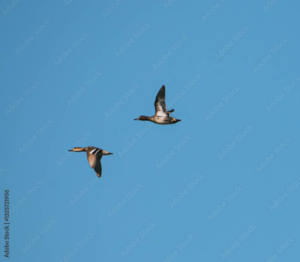 Obraz premium mallard in flight