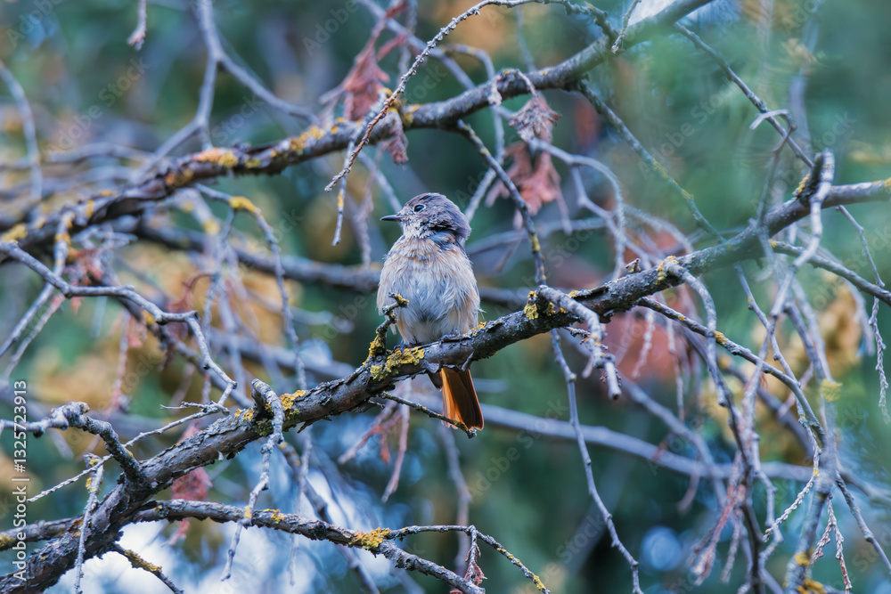 Obraz premium redstart on a tree