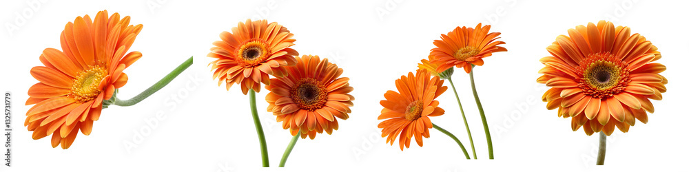 Orange Daisy isolated on a transparent background. Orange Daisy isolated on a transparent background.