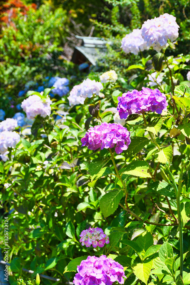 本土寺　美しい紫陽花（あじさい,アジサイ）コピースペースあり　背景素材　（日本千葉県松戸市）　Hondo-ji Temple （Hondoji Temple)　Beautiful hydrangea, background material, copy space available (Matsudo City, Chiba Prefecture, Japan)