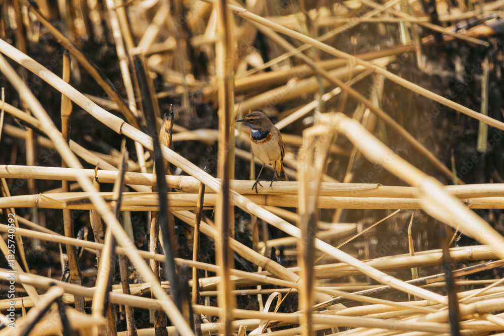 bearded bluethroat on a reed bearded bluethroat on a reed