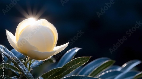 Sunlit Magnolia Blossom  Close up Nature Photography  Floral Beauty