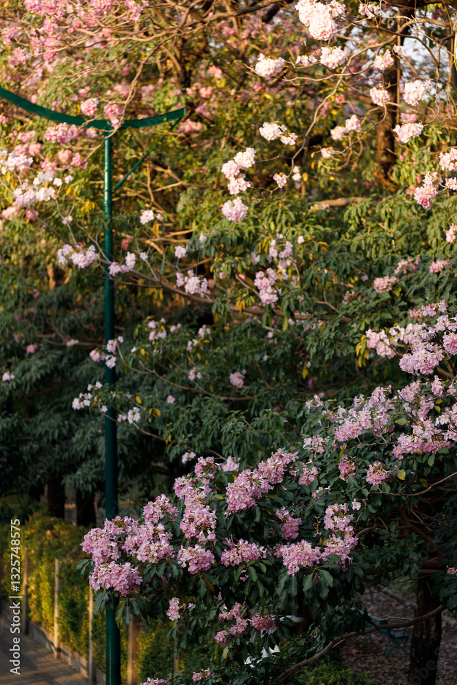 Obraz premium Pink Trumpet or Rosy Trumpet or Pink Tacoma tree, Tabebuia rosea, cheerful blooming in city.