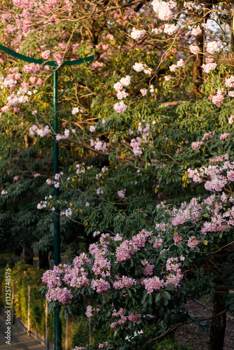 Wallpaper Mural Pink Trumpet or Rosy Trumpet or Pink Tacoma tree, Tabebuia rosea, cheerful blooming in city. Torontodigital.ca