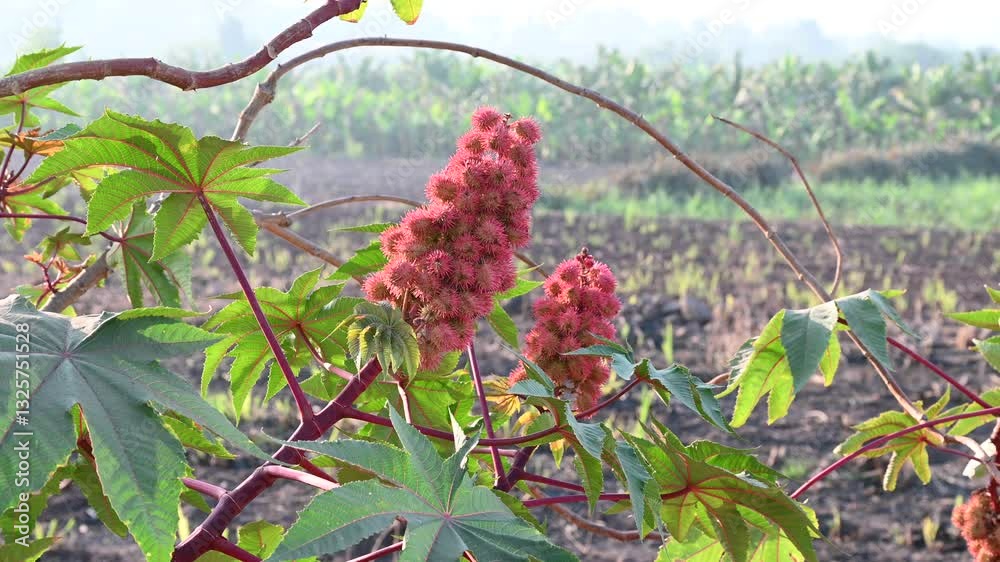 Ricinus communis, the castor bean or castor oil plant, is a species of perennial flowering plant