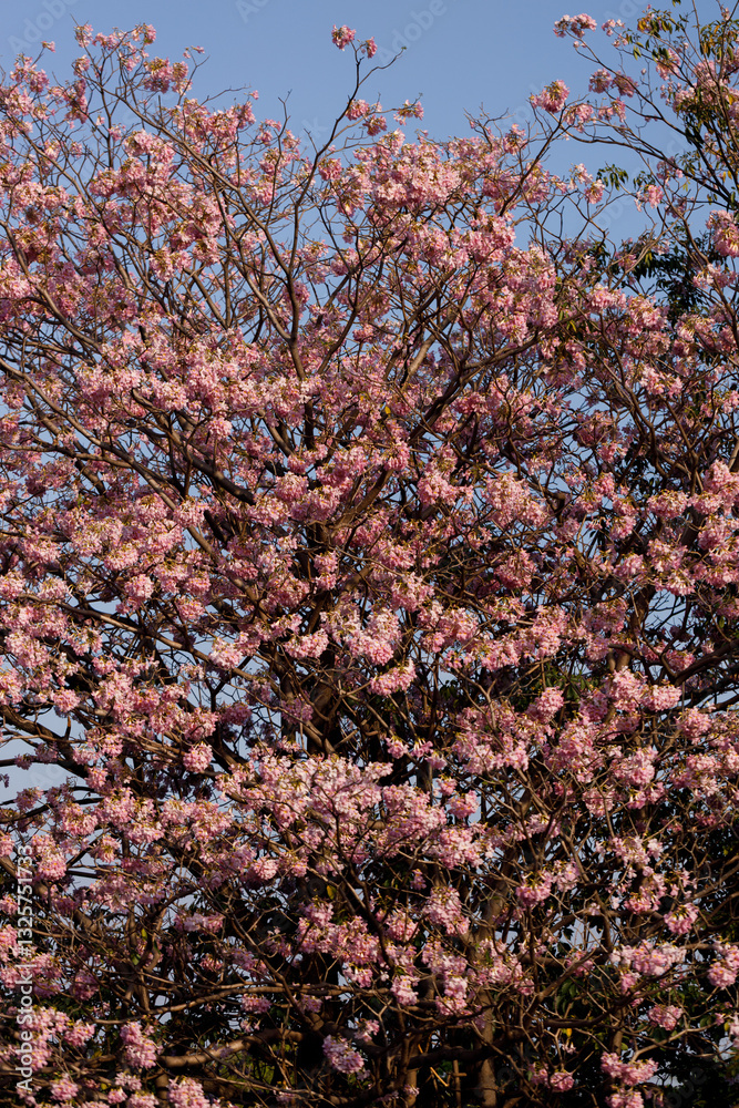 Pink Trumpet or Rosy Trumpet or Pink Tacoma tree, Tabebuia rosea, cheerful blooming against blue sky. Pink Trumpet or Rosy Trumpet or Pink Tacoma tree, Tabebuia rosea, cheerful blooming against blue sky.
