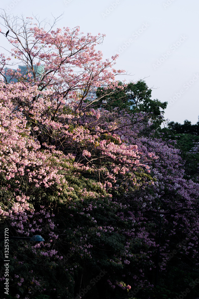 Pink Trumpet or Rosy Trumpet or Pink Tacoma tree, Tabebuia rosea, cheerful blooming in city.