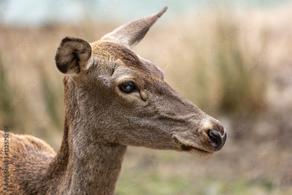 Close-up of a deer's head with focused eye contact, outdoors in a natural habitat Close-up of a deer's head with focused eye contact, outdoors in a natural habitat