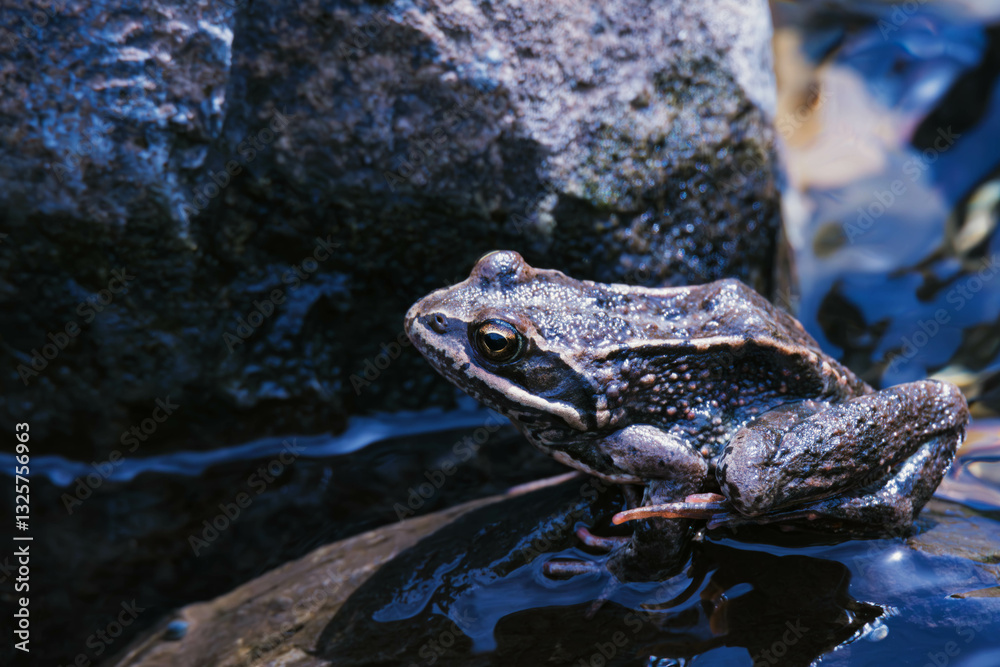 Obraz premium frog in the pond
