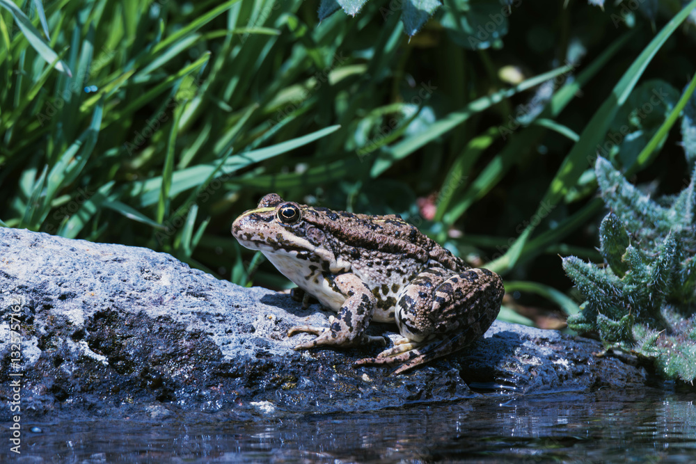 Obraz premium frog in the pond