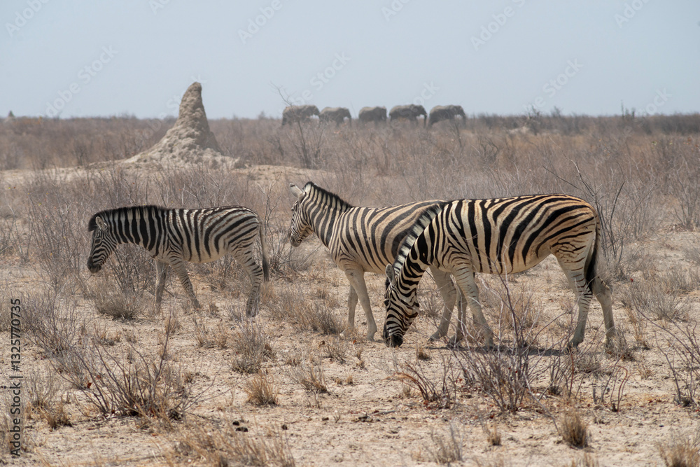 zebras and elephants