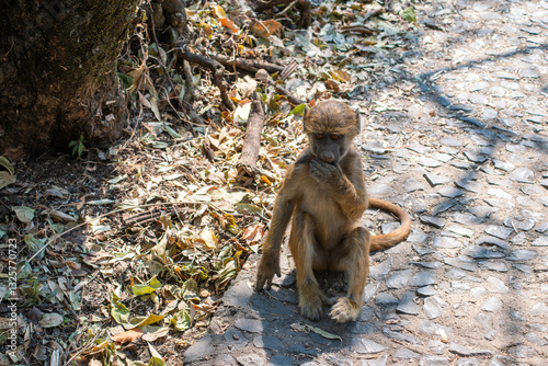 Obraz na płótnie little monkey on pathway w salonie