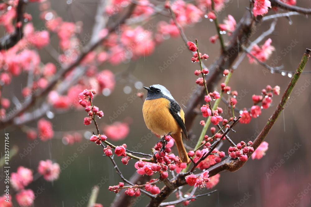 Crimson red and orange competition between plum blossoms and Daurian Redstart Crimson red and orange competition between plum blossoms and Daurian Redstart