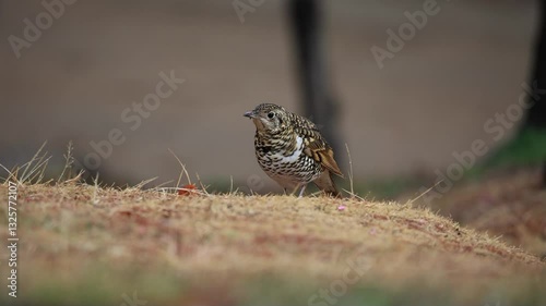 Scaly Thrush looking for food on the lawn