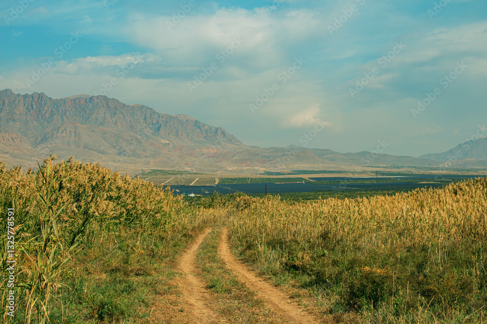 Naklejka premium path in the field