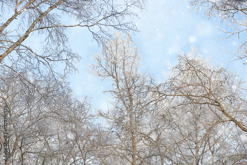 snowfall background, abstract backdrop against blurred winter trees snowfall background, abstract backdrop against blurred winter trees