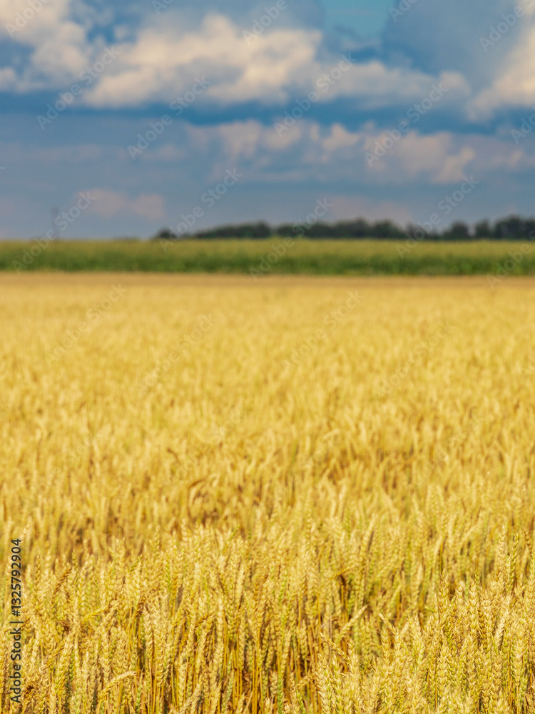 Fototapeta premium Field of golden wheat with a cloudy sky in the background