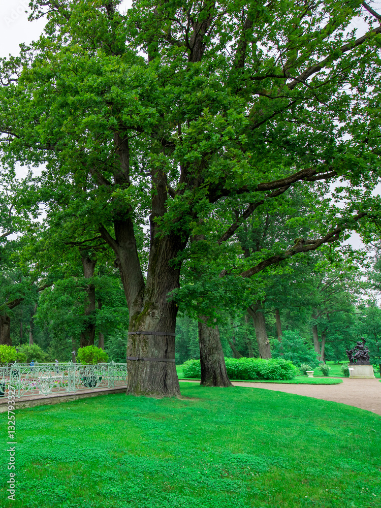 Obraz premium Large tree is in the middle of a park with a bench and a statue