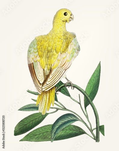 Vintage Botanical Illustration of a Yellow Parrot – Ornithological Artwork