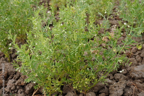Lentils and tiny white flowers are on the lentil plants on the vegetable bed 