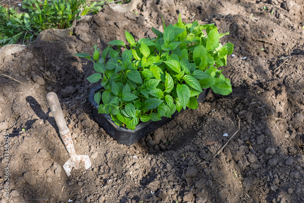 Young seedlings of bell pepper germinated from seeds Young seedlings of bell pepper germinated from seeds