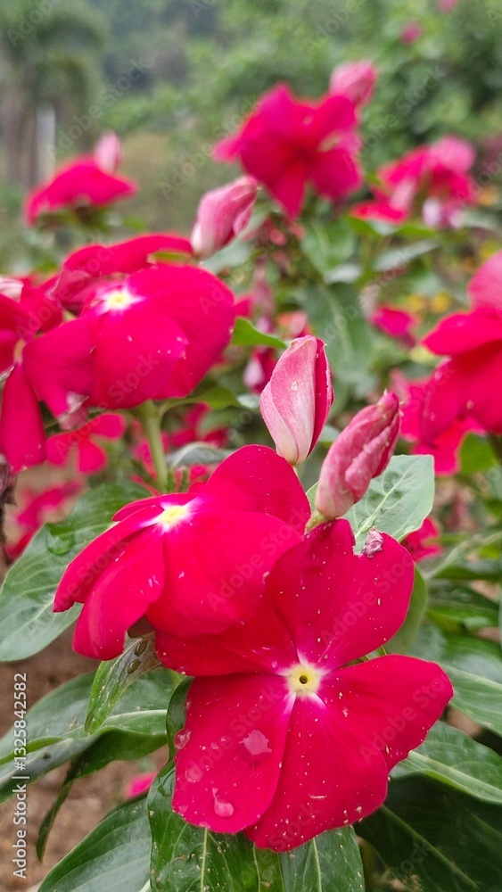 Obraz premium Flowers in the inter park Vangvieng Tourism in laos
