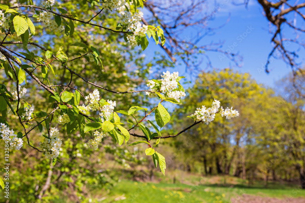 Bird cherry tree in bloom a sunny spring day Bird cherry tree in bloom a sunny spring day