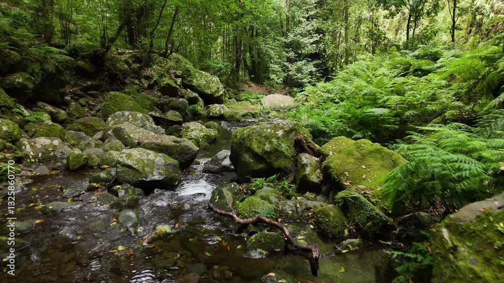 Serene Mountain Stream Cascading Through a Verdant Mossy Gorge, Madeira Island, Portugal Serene Mountain Stream Cascading Through a Verdant Mossy Gorge, Madeira Island, Portugal